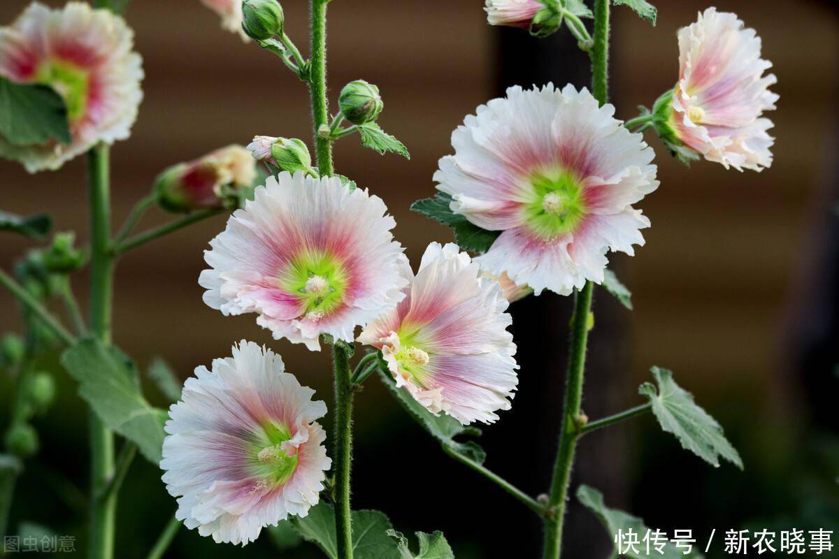 以前被嫌弃的土花,现在变成盆栽中的“香饽饽”,只因好养花量大