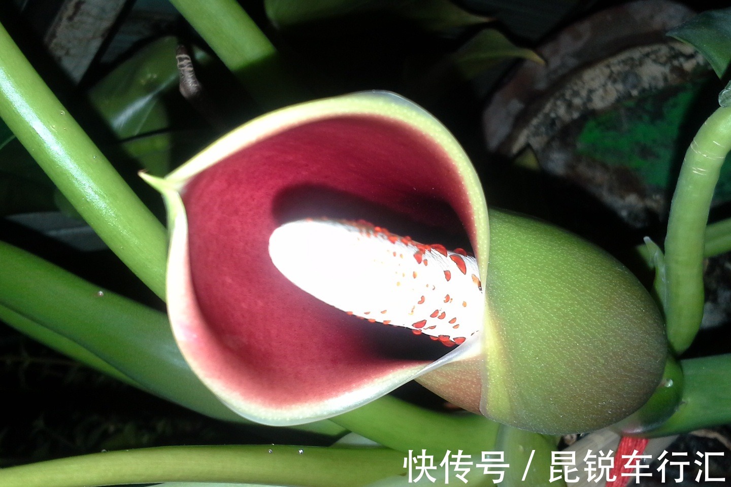 绿萝开花吗?真的有人看到过,有图片为证!并不是谣言