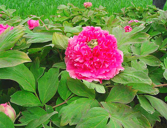 花形|此花色泽艳丽,花形丰满端正,如同一顶皇冠,引来嗅香的蝴蝶