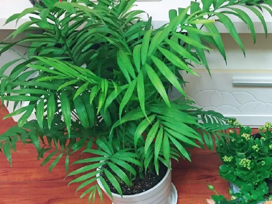 龟背竹是“吸废气”高手,家里放一盆,门窗紧闭也能空气清新!