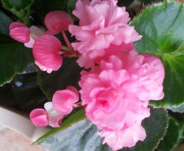 四季海棠“开花慢”吃点“小垃圾”,花朵钻全枝,花赏四季不断