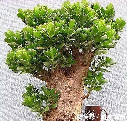 硬挺性|家庭养玉树,修剪讲究“时间”,才能枝繁叶茂,变成美盆景