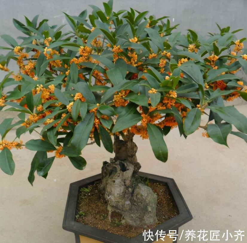 三足一通|进入5月养桂花，做好“三足一通”，枝条长势旺，叶子大又绿