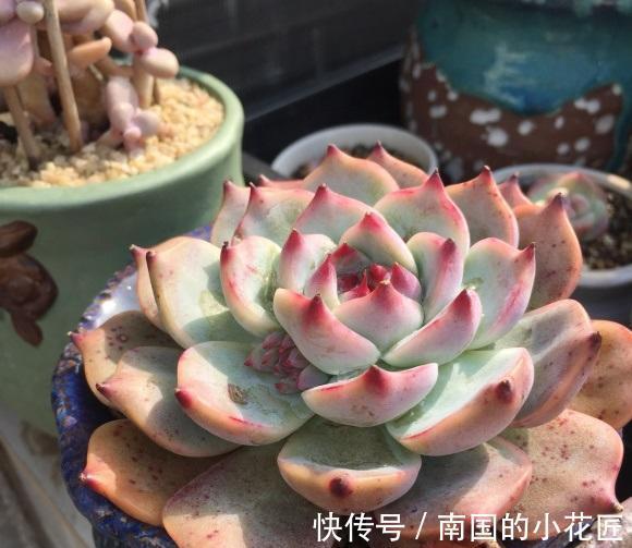 阳台|一整个阳台的多肉,应该何去何从?买多了,自己照料不过来了