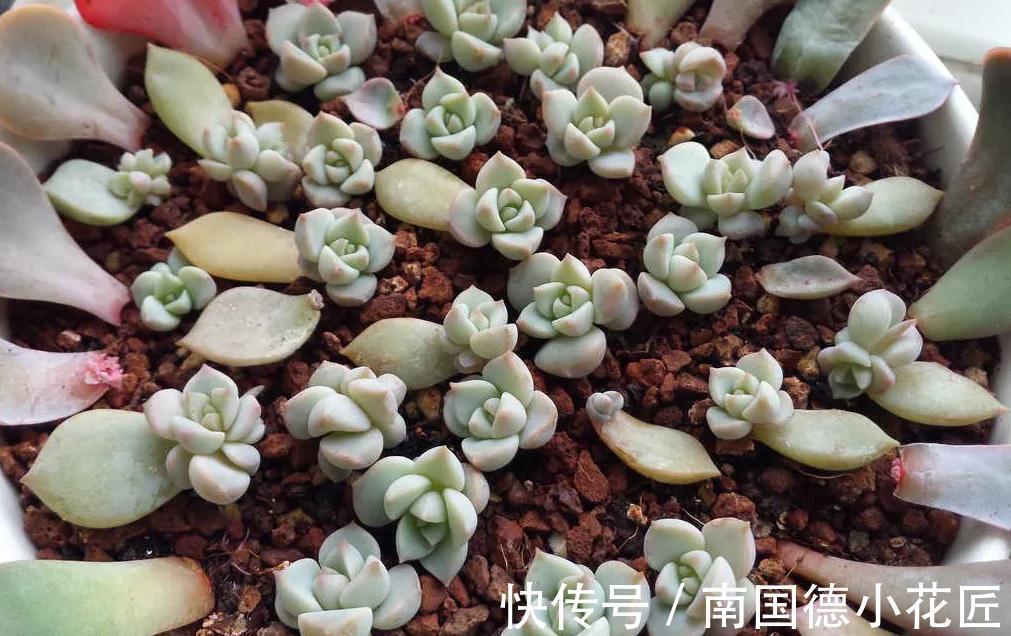 万万想不到此个，多肉竟然占，人气排行榜第一