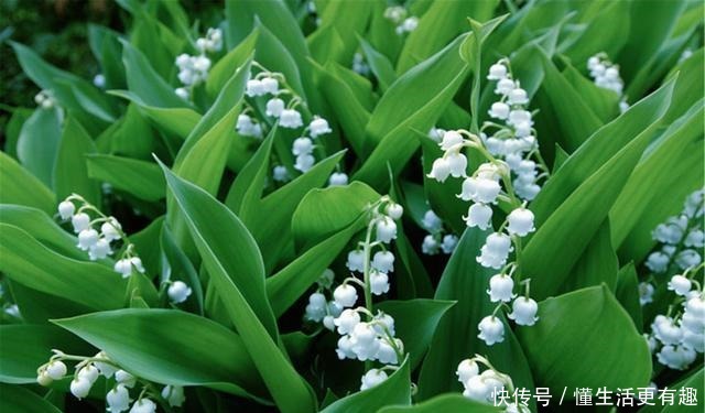 这几种花再漂亮也不能养,看到就要躲得远远的,看看你家中养了没!