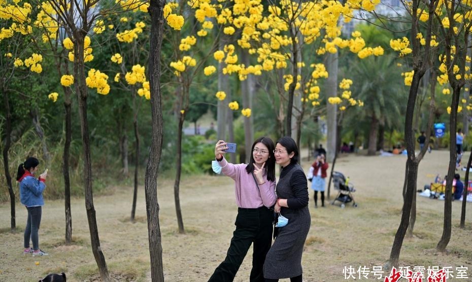 老年|广西南宁黄花风铃木盛开引游人