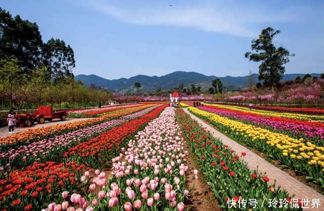 中年|重庆春游最佳的旅游打卡地，拥有多种花卉，还是4A级旅游景区