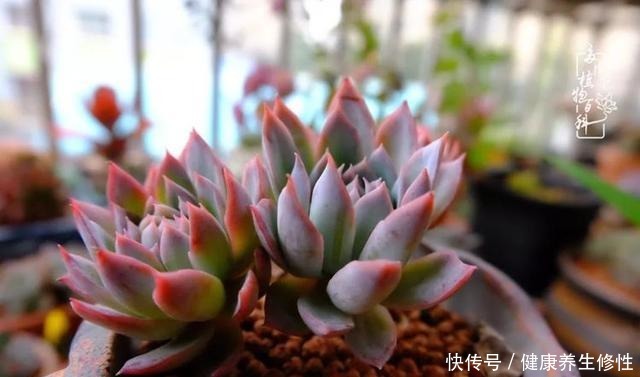 冬季，属于多肉的季节！养多肉的你喜欢冬天吗！
