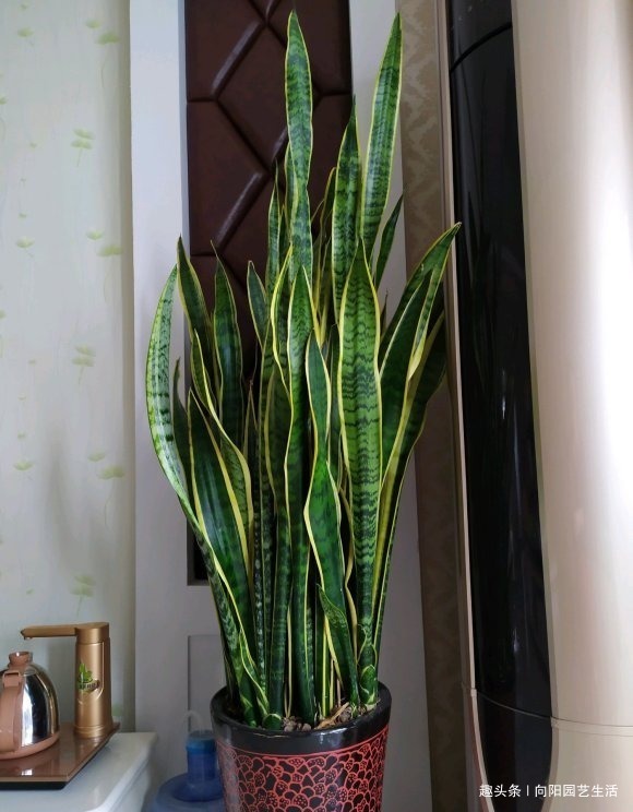 虎尾兰|虎皮兰需要施肥吗想要生小芽,喂上2种肥,花盆里长满新芽