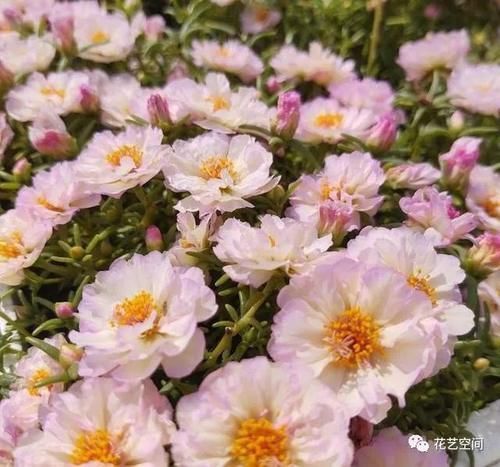 土培|这三种花不是一次性花,开花一次接一次,“手欠”扔掉太可惜!