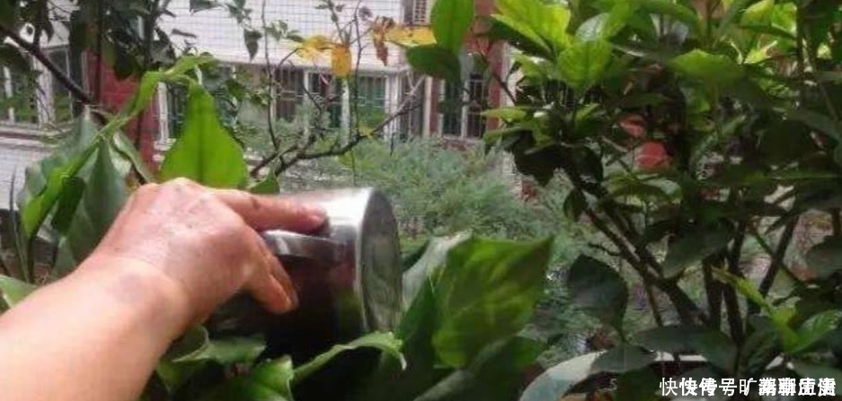 花盆|茶叶水残渣,直接倒进花盆里,对花卉有利还是有害