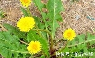 根茎|农村野外有很多蒲公英,怎么自制蒲公英茶?