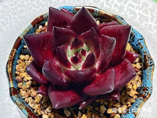 罗宾|喜欢养多肉就挑漂亮的养，12款迷人的紫色多肉，好看还好养