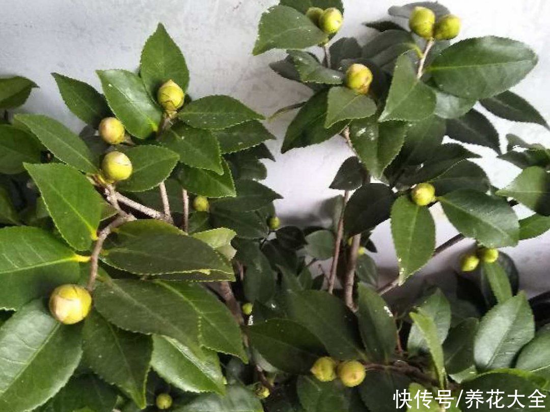 修剪|8月后，6种花别修剪，小心以后不开花