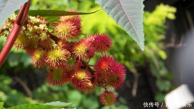 航空航天|暗藏剧毒却被广泛种植，多国列为战略物资，蓖麻到底有什么用处