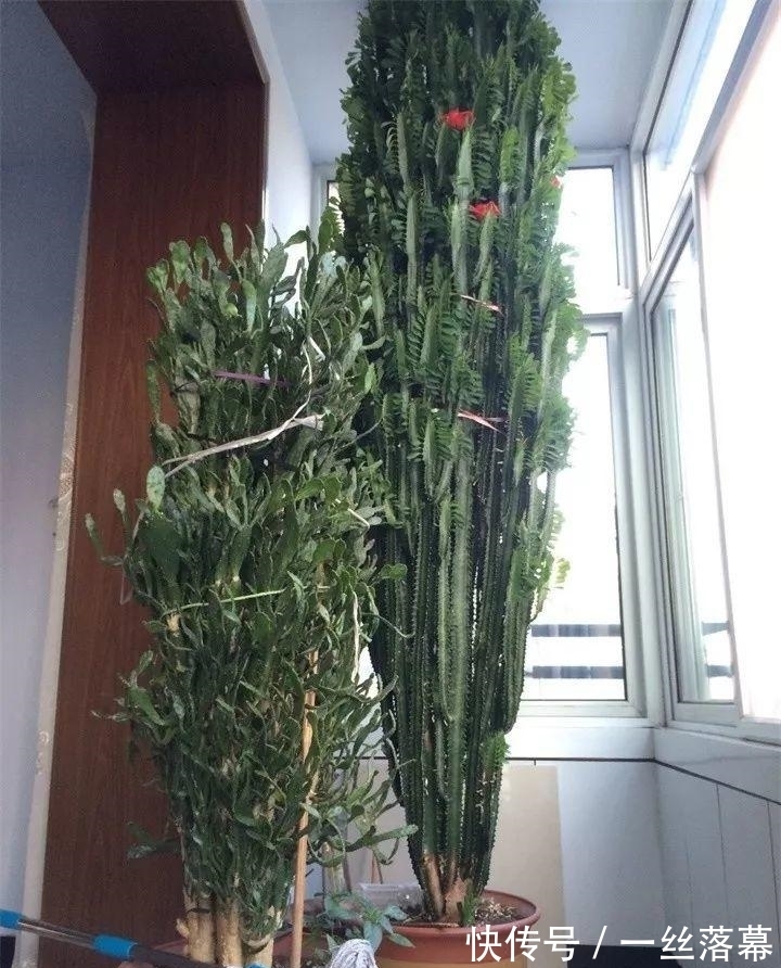 库拉索芦荟|7种“富贵花”,客厅养一盆很合适,越养越值钱,能活一百年