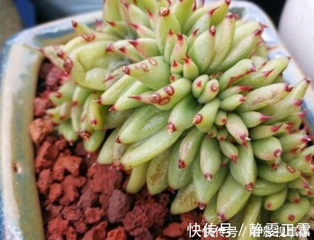光照|养多肉,这4个“要点”缺一不可,少一个,都难以养活!