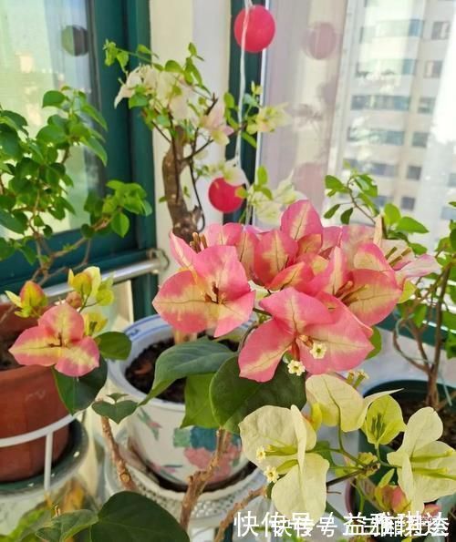 花芽|三角梅，蟹爪兰开花少，教你一个“土方法”，轻松爆花！