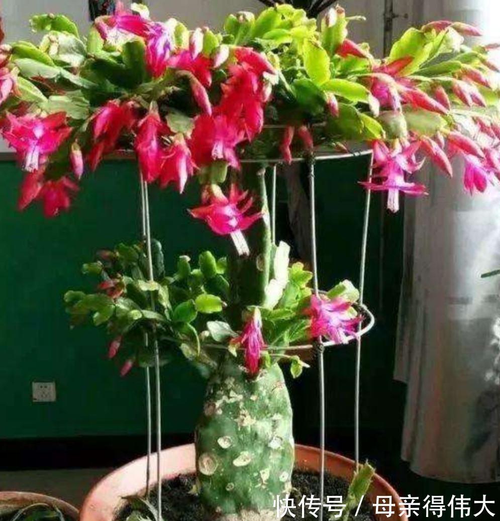 6种“懒人花”,看着很普通,养着很“实惠”,养得越久越觉得好