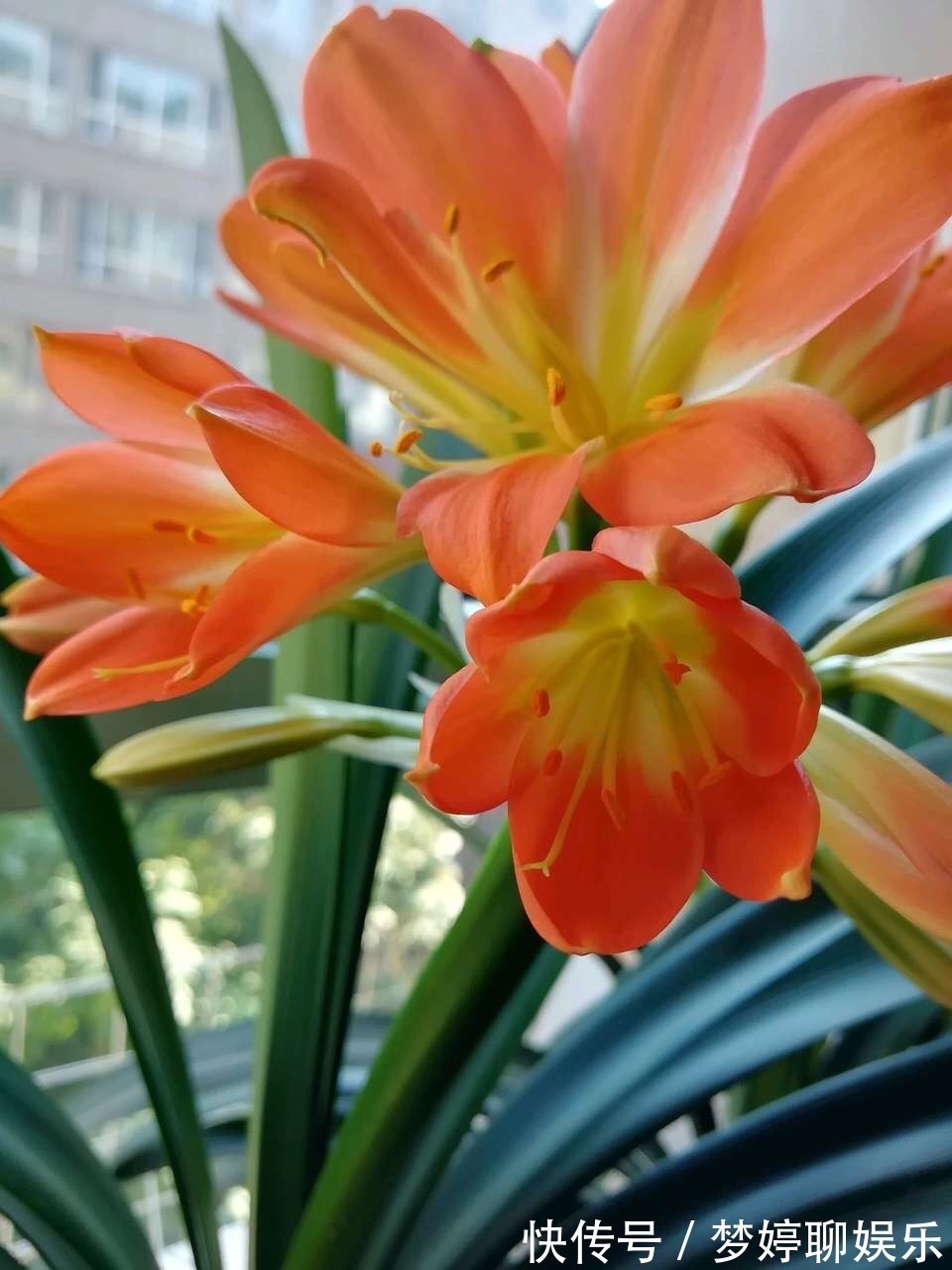 植株|养君子兰，了解4个“原则”，新叶整齐、翠绿，入冬长出花箭