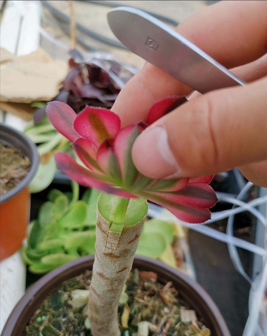 2招让多肉法师“大爆头”，变群生，变老桩，都有好办法