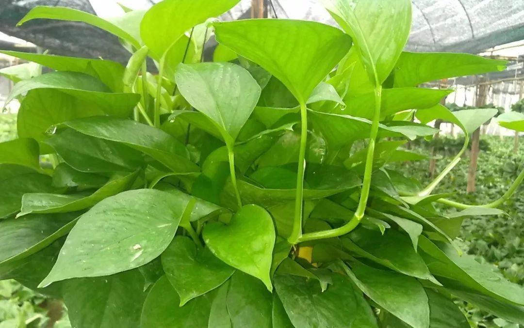 扦插|冬天扦插繁殖这九种绿植,特别容易成活,来年看花团锦簇