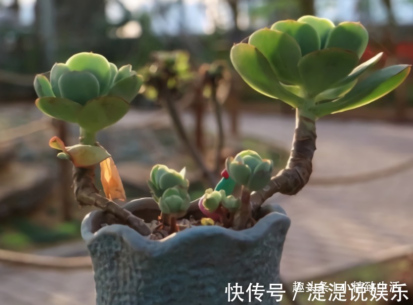 真伪|多肉老桩有真伪,3种“伪老桩”鉴别,揭开真面目,避免被忽悠