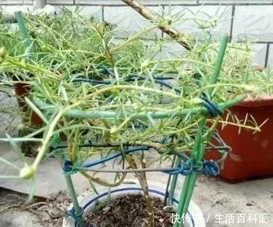 2种“便宜花”,用1招养成“老桩”,美死了,给“1万”都不卖