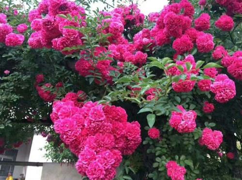 此花号称天下第一香,花开200天,飘香满楼