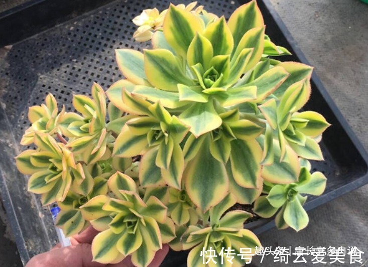 星爆法师|多肉星爆法师一年四季颜值在线,夏天不用操心也能轻松度夏