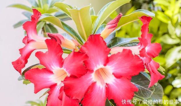 随便|此6种花随便养,大肥大水大太阳,开成大花球