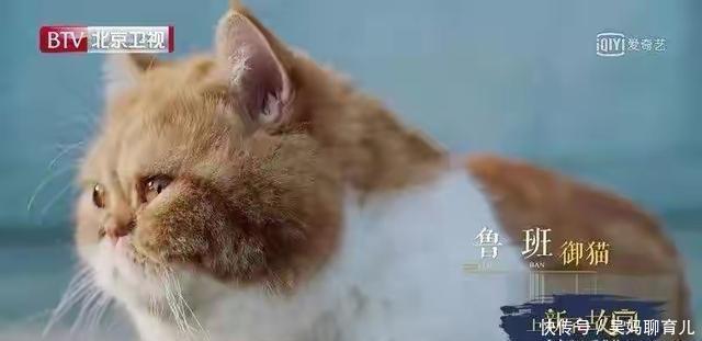 故宫有191只猫,网友争着撸。故宫:别急,还有18只瑞兽