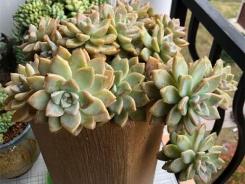 3种“零差评”的多肉植物，新手、老手都喜欢，养成老桩更好看