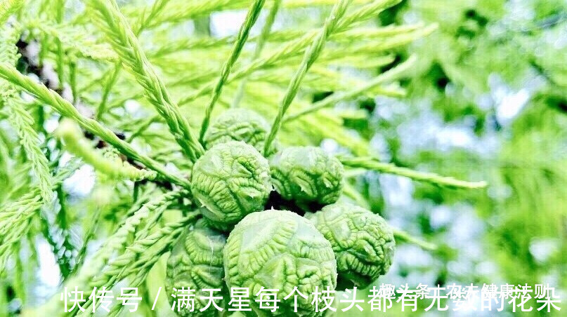 治病果|女性不想得乳腺癌,多食此“治病果”,防妇科病,清理子宫垃圾