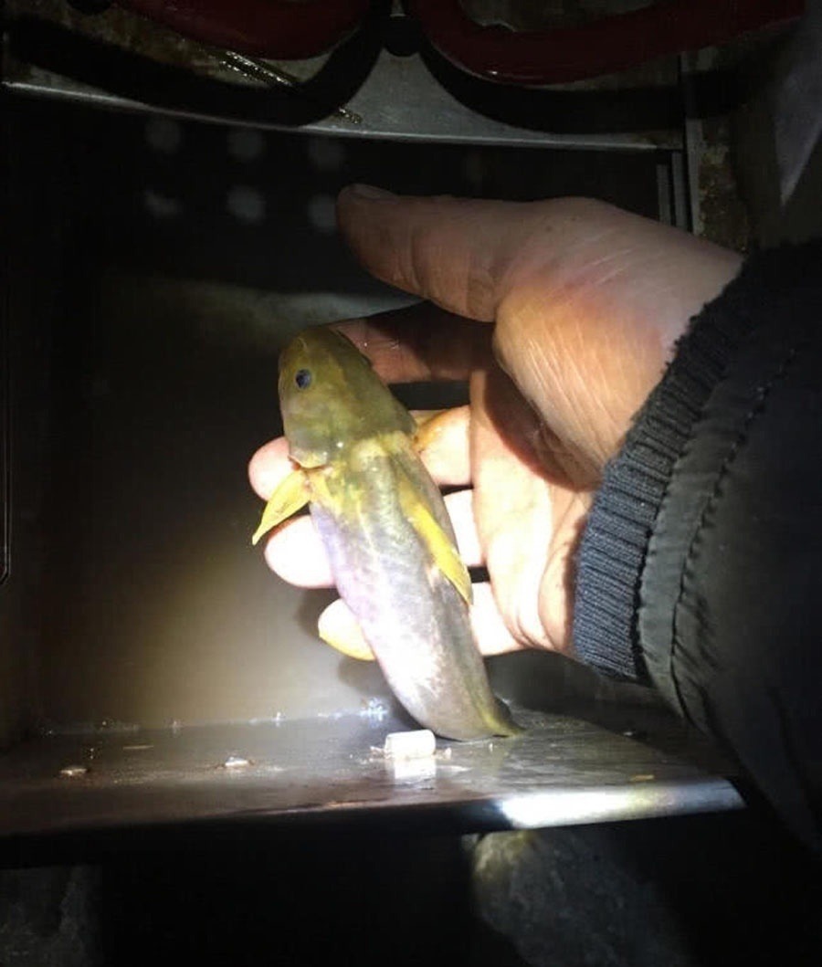 洪水过后去钓鱼，这么大的黄颡鱼，还是头一次钓获