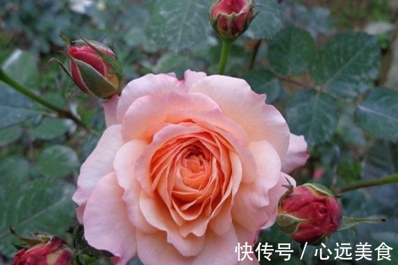 花簇|想轻松爆盆就养这款花,花开满园,颜色艳丽,满满都是香味,完美