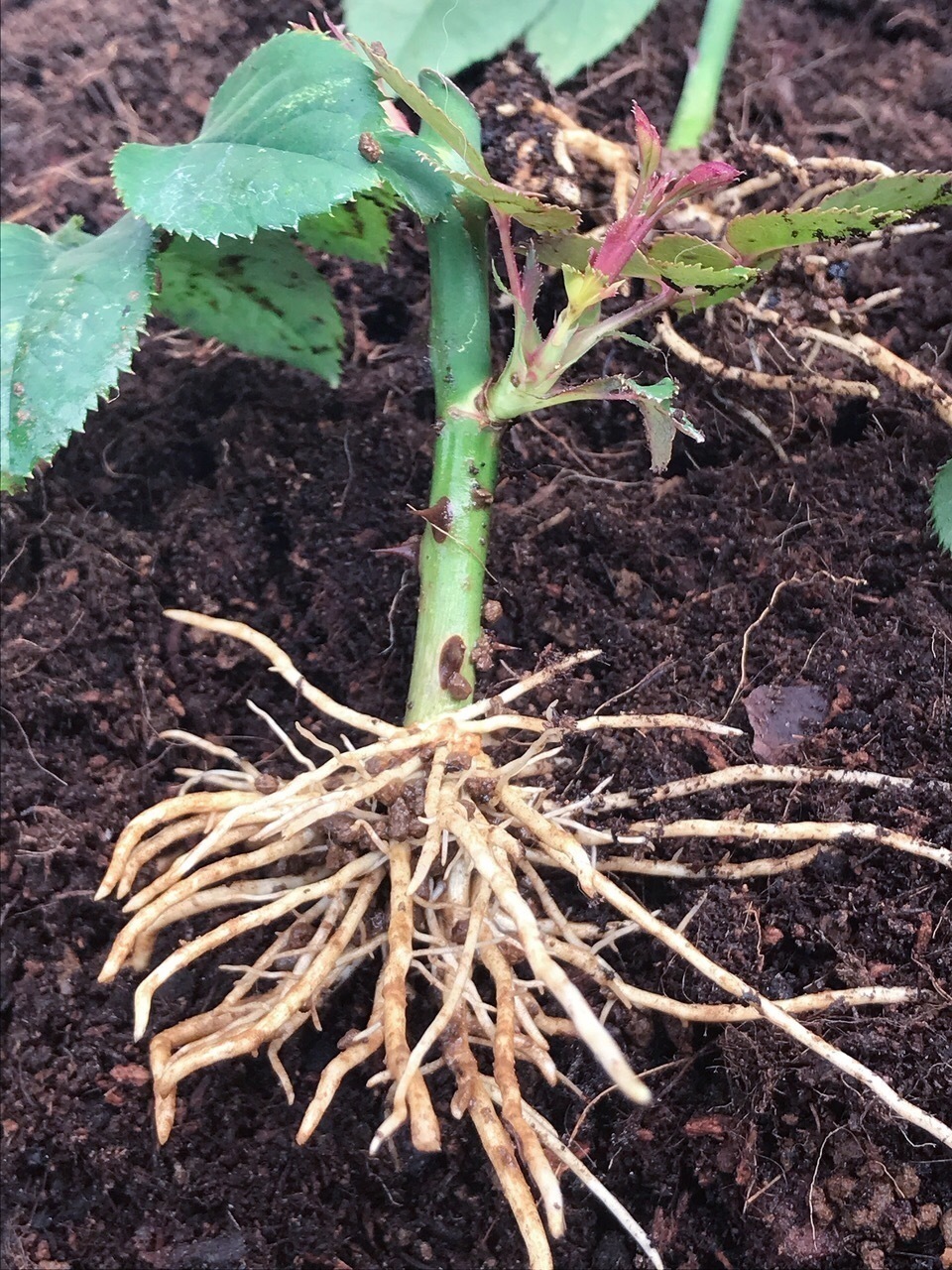 谁家都有的“5种”壳,给花盆里加一点,嗖嗖长爆盆,都是好肥料