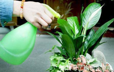 别再浇水了，花都是被你浇死的，教你1招，家里花草轻松爆盆