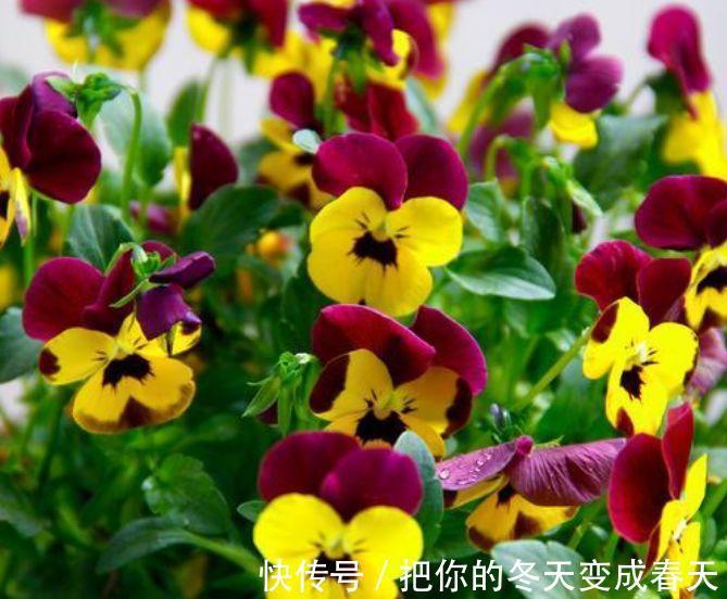 4种花很漂亮,好养易活能爆盆,简单易成活,养在哪里都爆盆