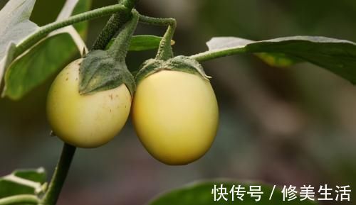 补充|想长寿全靠吃,不妨多吃3种食物,补充营养,提高免疫力!