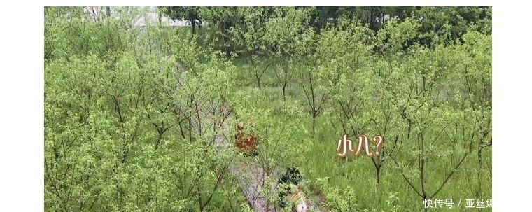 奥特曼|向往的生活:杨紫录节目不想走原因很真实,奥特曼谜团解开很有趣