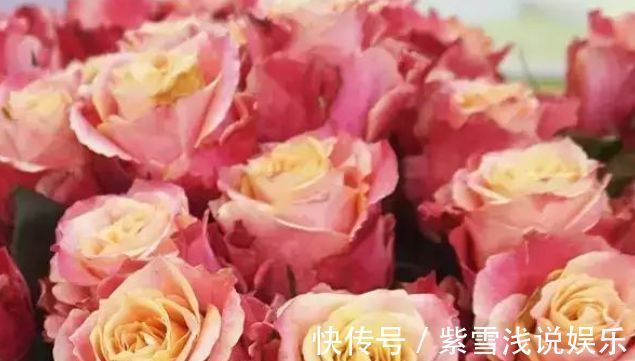 客厅养花,不如养盆“玫瑰精品”3D玫瑰,花瓣层层叠叠,如梦如幻