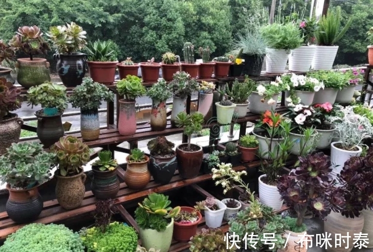 这种粑粑肥拿来养花,养根养叶又催花,关键是怎么用都不烧苗