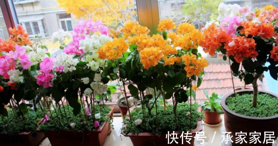 泥炭土|扦插三角梅，该怎么获取成功？抓住3点，枝条轻松变成小花苗