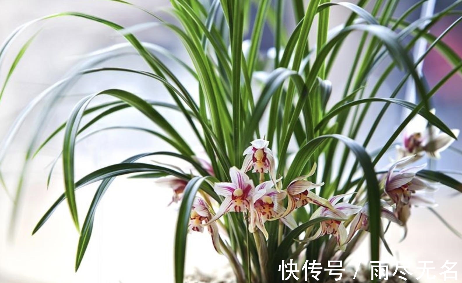 这几种花冬天开爆盆,但一般人家养得不多,现在养正开花,很漂亮