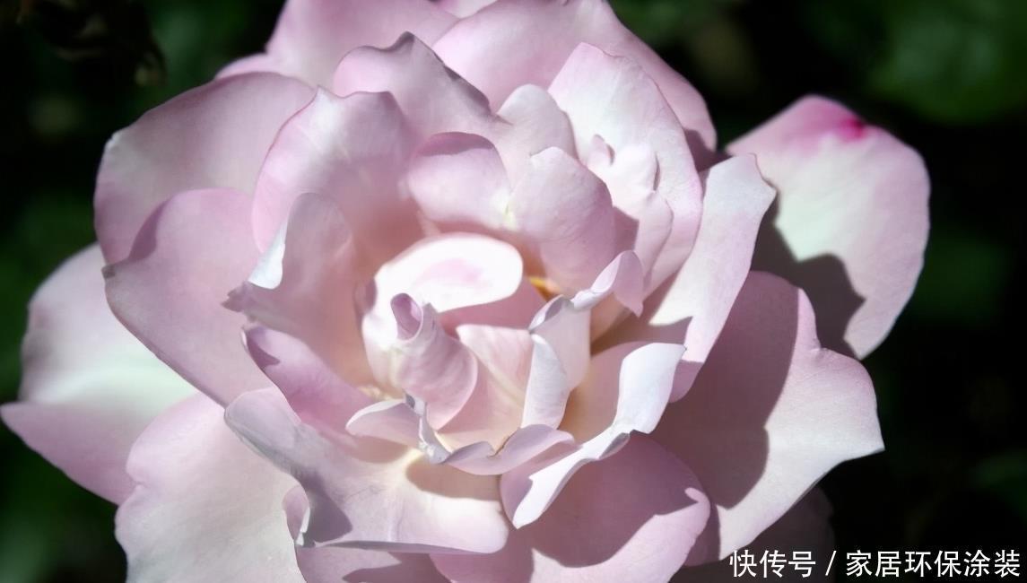 20款紫色月季品种。浓香、抗病非常好养,天然紫色唯美盛开