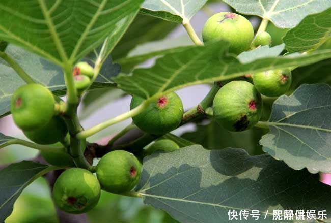 人际关系|此花有不错观赏价值,虽然花没那么美丽,但具有独特的清香味