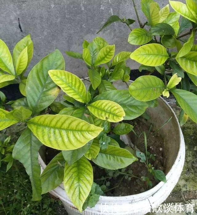 栀子花最怕它,碰上就没救,再上心都养不活!