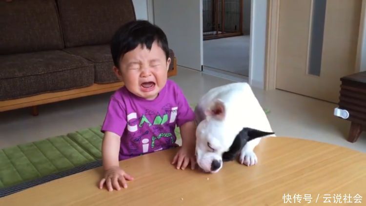 狗狗|狗狗抢走宝宝的饼干,惹得宝宝大哭不止,可它却叫得比宝宝还委屈